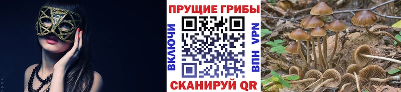 Псилоцибиновые грибы Cubensis  Короча 