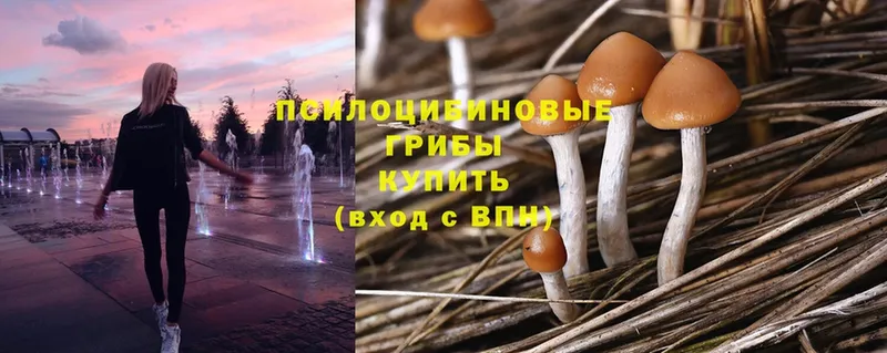 Псилоцибиновые грибы Psilocybe  как найти   Короча 